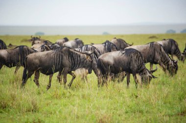 Afrika Savanasında Antelope Gnu sürüsü, Serengeti, Arusha, Tanzanya