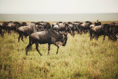 Afrika Savanasında Antelope Gnu sürüsü, Serengeti, Arusha, Tanzanya