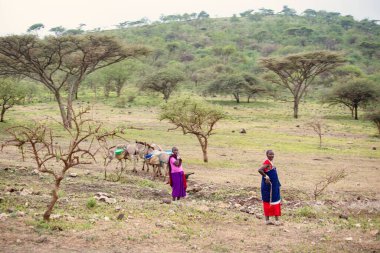 Ngorongoro kraterindeki Masai köyü. Afrika savanasındaki küçük Masai kulübeleri, Tanzanya