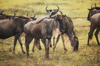 Antilop sürüsü, antiloplar doğal ortamdalar.