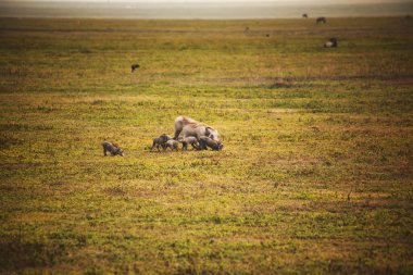 Tarlada otlayan sevimli yabandomuzu ailesi.