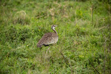 Benekli kuş yeşil çimenlerde yürüyor