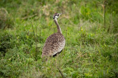 Benekli kuş yeşil çimenlerde yürüyor