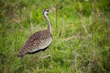 Benekli kuş yeşil çimenlerde yürüyor