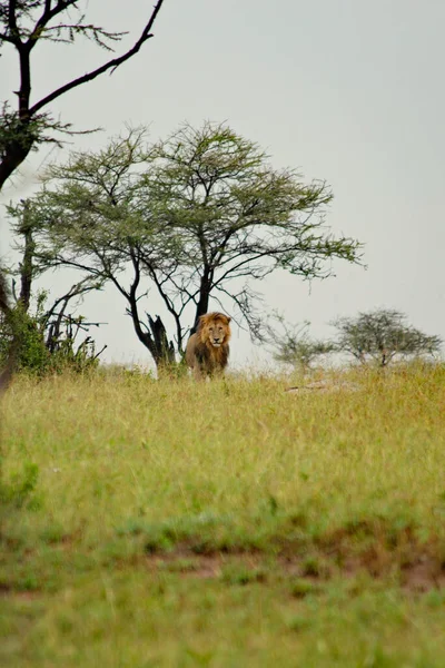 Dangerous Lion Sitting Field Searching Prey — Fotografia de Stock