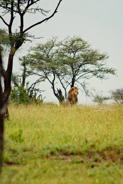 Dangerous Lion Sitting Field Searching Prey — Stock Photo, Image