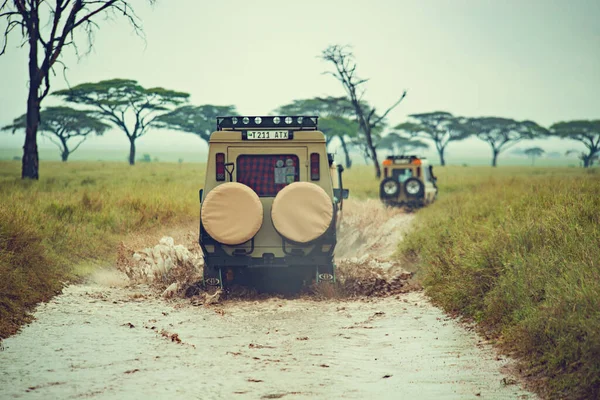 Serengeti Tanzânia Janeiro 2018 Safári Jipe Parque Nacional Serengeti Pickup — Fotografia de Stock