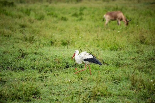 Bocian Biały Łąkach Parku Narodowym Serengeti Tanzania — Zdjęcie stockowe