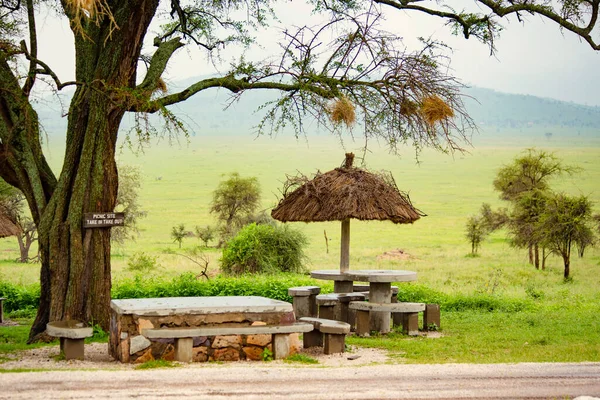 Giant Tree Hanging Birds Nests Tables Seats Made Stones — ストック写真