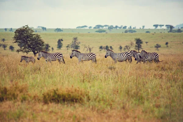 Tarlada Yürüyen Zebra Sürüsü — Stok fotoğraf