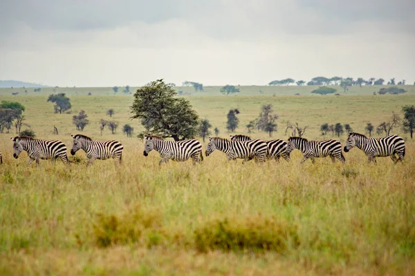 Tarlada Yürüyen Zebra Sürüsü — Stok fotoğraf