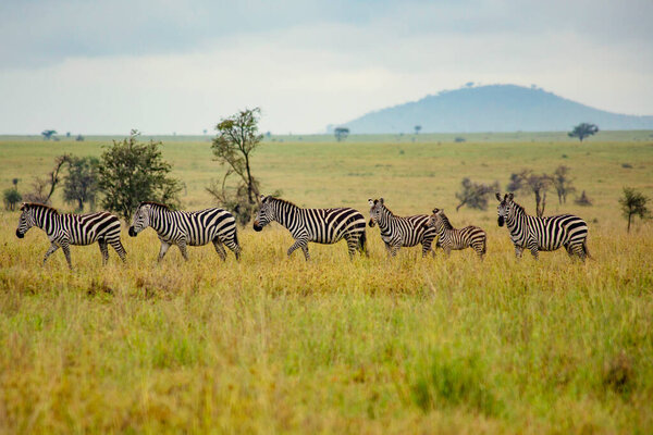 Herd of zebras walking by the field