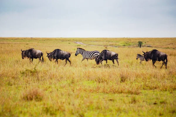 Antelopes Gnu Zebras Walking Field — ストック写真