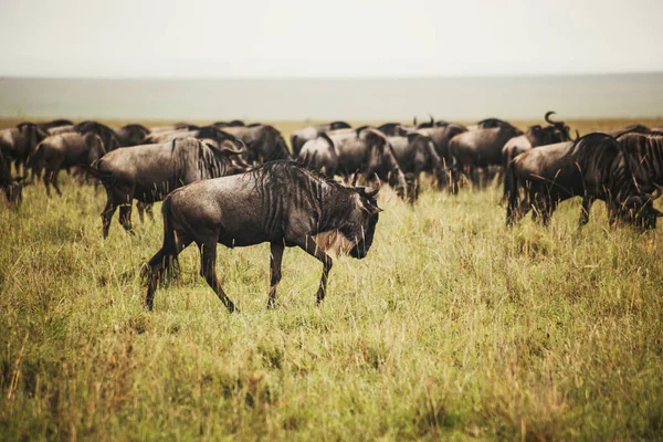 Manada Antelope Gnu Savannah Africana Serengeti Arusha Tanzânia — Fotografia de Stock