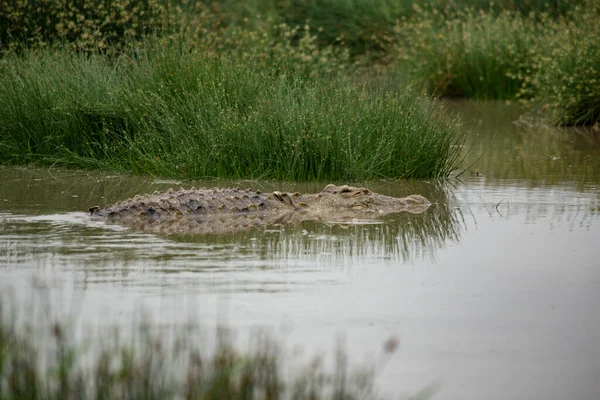 Крупный План Плавающего Болоте Крокодила — стоковое фото