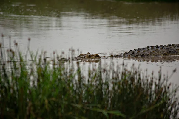 Nahaufnahme Eines Krokodils Das Sumpf Schwimmt — Stockfoto