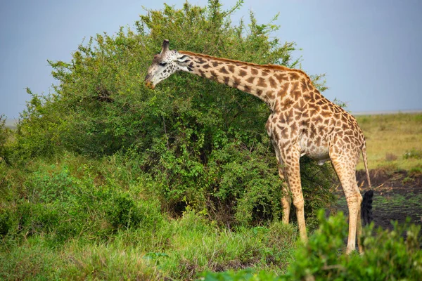 Wild Spotted Giraffe Natural Habitat — Photo