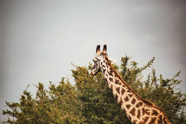 Wild Giraffe Eating Green Leaves Tree — Photo