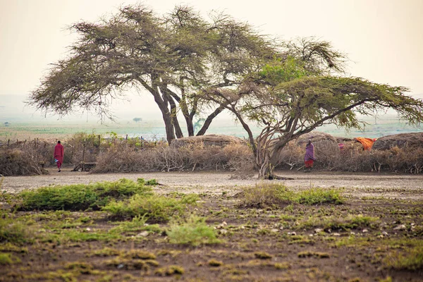 Masai Ngorongoro Krater Små Masaihyddor Afrikansk Savanna Tanzania — Stockfoto