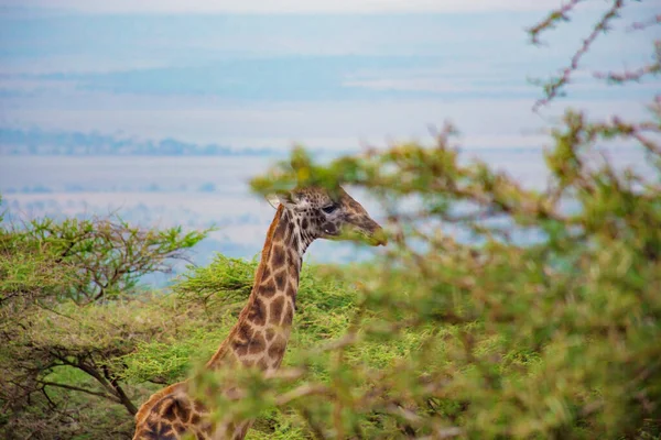 Girafa Selvagem Comendo Folhas Verdes Árvore — Fotografia de Stock