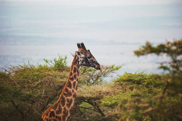 Wild Giraffe Eating Green Leaves Tree — Photo