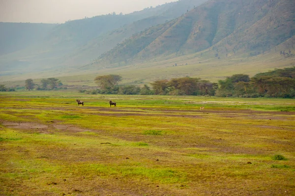 Ngorongoro National Park Early Morning African Savannah Tanzania — Stockfoto