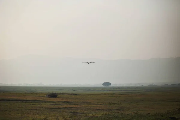 Ngorongoro National Park Early Morning African Savannah Tanzania — Stok fotoğraf