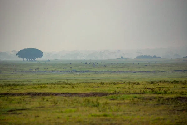Ngorongoro National Park Early Morning African Savannah Tanzania — Stok fotoğraf