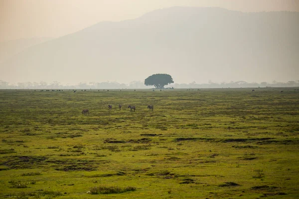 Nature Scene Grazing Zebras Antelopes Green Pasture — Stok fotoğraf