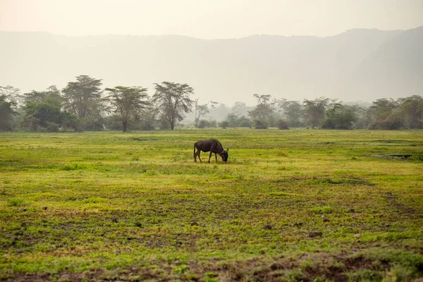 Ngorongoro National Park Early Morning African Savannah Tanzania — Stockfoto