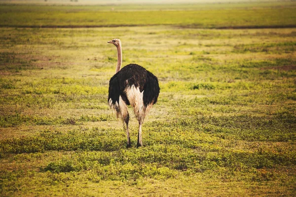 Closeup Shot Wild Ostrich Savannah — Fotografia de Stock
