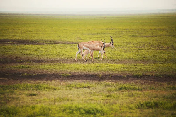 Молодые Антилопы Естественной Среде Обитания — стоковое фото