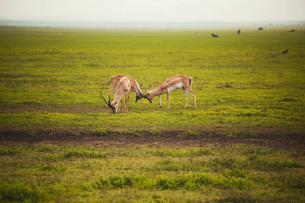 Young Antelopes Natural Habitat — 图库照片