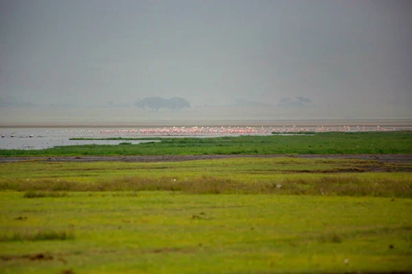 Flooded Seaside Flamingos Background — 图库照片