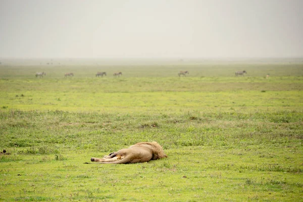 Tired Mature Lion Resting Laying Field — Stockfoto