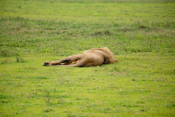 Tired Mature Lion Resting Laying Field — Foto de Stock