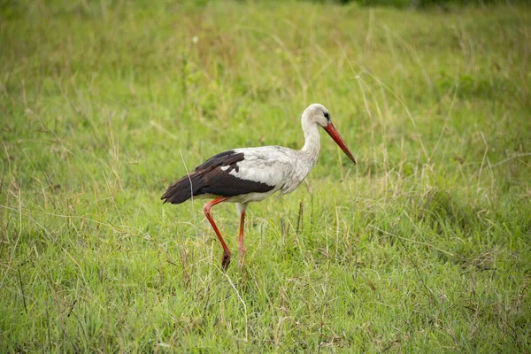 Stork Walking Green Field Bird Natural Habitat — Stockfoto