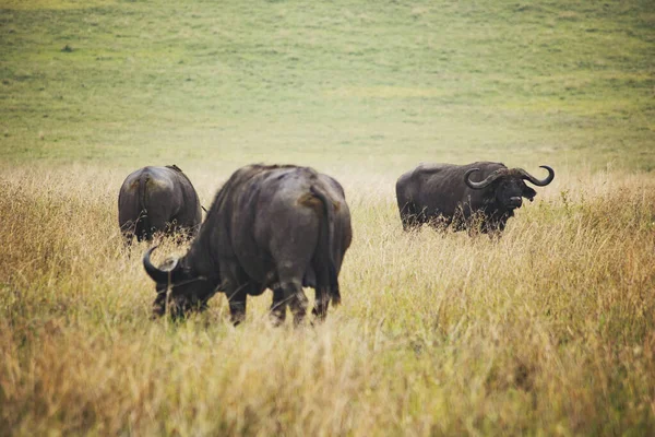 African buffalo on the bright green grass at Ngorongoro National Park. African big five: buffalo, Tanzania. African safari.