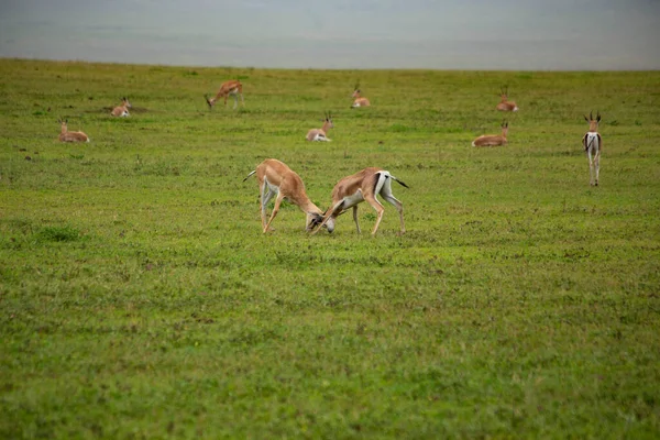 Serengeti Ulusal Parkı Nın Çayırlarında Savaşan Iki Impala Afrika Antilobu — Stok fotoğraf
