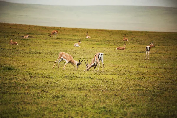 Dois Impalas Lutando Prados Parque Nacional Serengeti Antelope Impala Africano — Fotografia de Stock