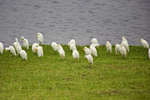 坦桑尼亚塞伦盖蒂国家公园湖边一群白鹭 — 图库照片