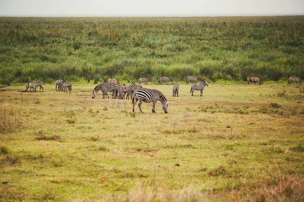 Vahşi Zebra Sürüsü Tarlada Otluyor — Stok fotoğraf