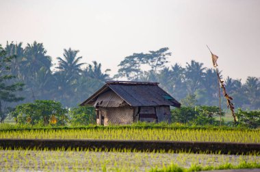 UBUD, BALI - Şubat 2020: Bali, Endonezya 'daki pirinç tarlaları