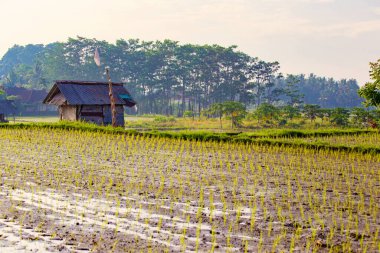 UBUD, BALI - Şubat 2020: Bali, Endonezya 'daki pirinç tarlaları
