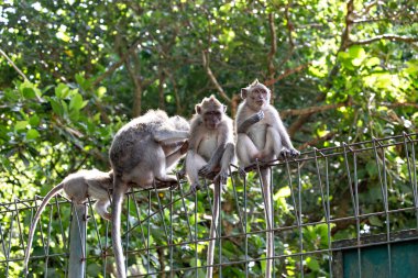 Ubud Maymun Ormanı, Bali, Endonezya 'da çitlerde oturan sevimli komik maymunlar. 