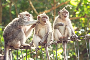 Ubud Maymun Ormanı, Bali, Endonezya 'da çitlerde oturan sevimli komik maymunlar. 