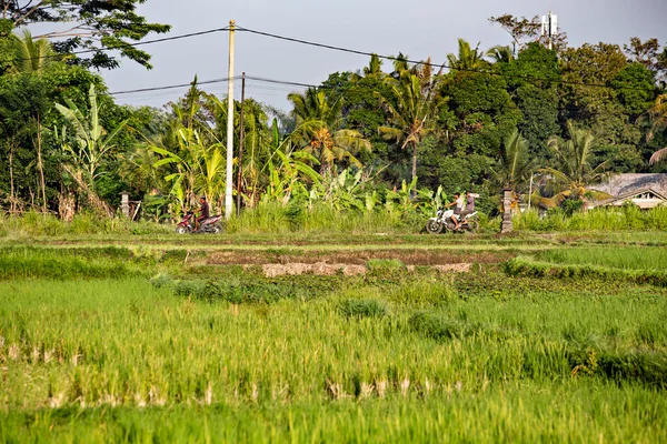 Убуд Бали Февраль 2020 Года Ландшафт Рисовых Полей Бали Индонезия — стоковое фото