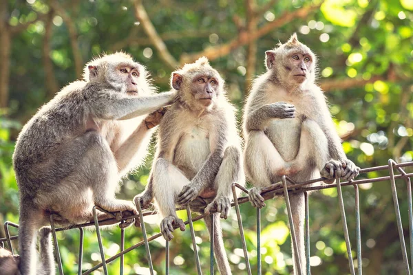 Macacos Engraçados Bonitos Sentados Cerca Ubud Monkey Forest Bali Indonésia — Fotografia de Stock