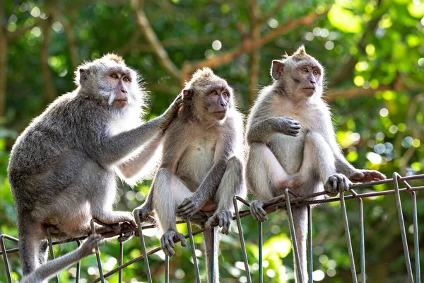 Niedliche Lustige Affen Sitzen Auf Dem Zaun Ubud Monkey Forest — Stockfoto