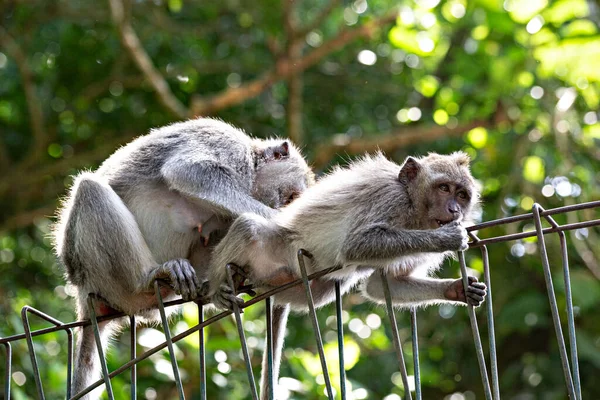 Cute funny monkeys sitting on the fence in Ubud Monkey Forest, Bali, Indonesia